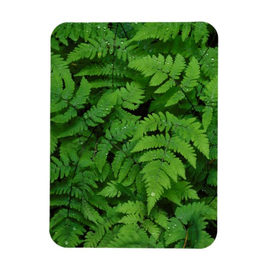 Bracken Farn mit Regentropfen, Washingtoner Staat Magnet (Vertikal)