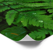 Bracken Farn mit Regentropfen, Washingtoner Staat Poster (Ecke)