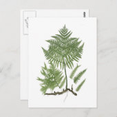 Bracken Postkarte (Vorne/Hinten)
