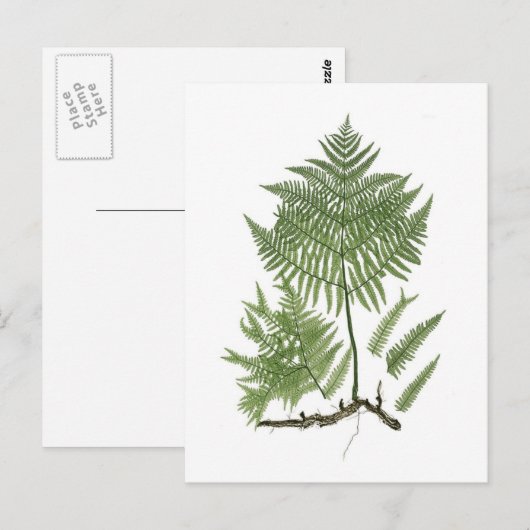 Bracken Postkarte (Vorne/Hinten)