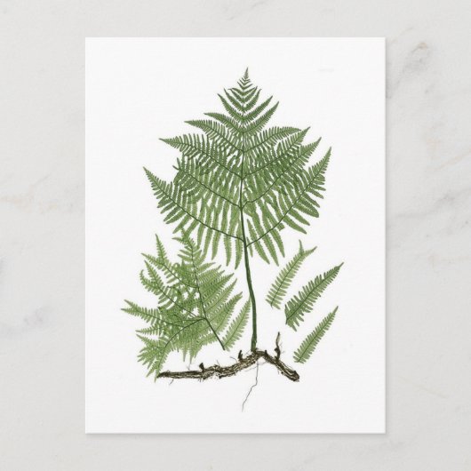 Bracken Postkarte (Vorderseite)