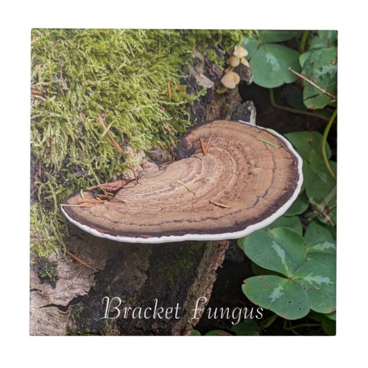 Bracket Fungus Nature Foto Fliese (Vorderseite)