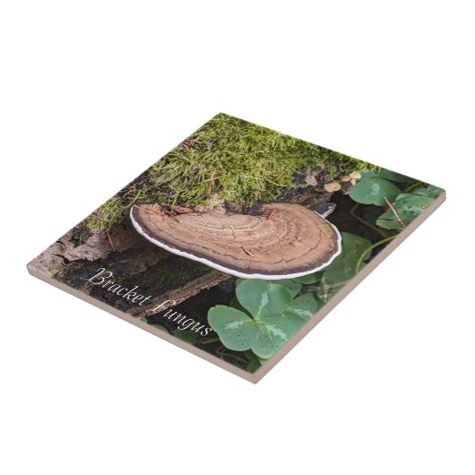 Bracket Fungus Nature Foto Fliese (Seite)