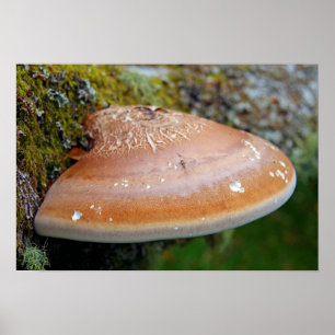 Bracket fungus poster