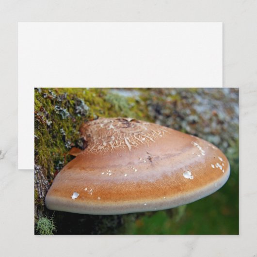 Bracket-Pilz-Karte (Vorne/Hinten)