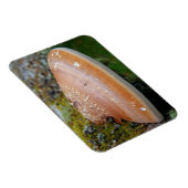 Brackpilz Magnet (Rechte Seite)