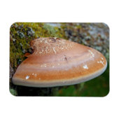 Brackpilz Magnet (Horizontal)