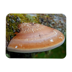 Brackpilz Magnet
