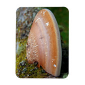 Brackpilz Magnet (Vertikal)