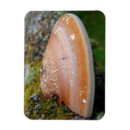 Brackpilz Magnet (Vertikal)