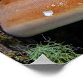 Brackpilz Poster (Ecke)