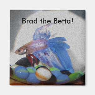 Brad das Betta! Magnet