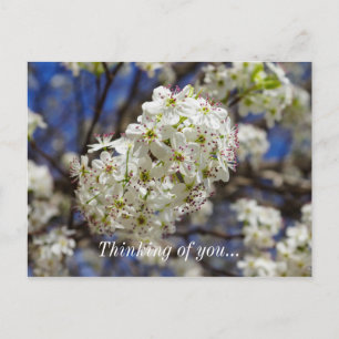 Bradford-Birnbaum-Blüten Denk-an-dich-Postkarte Postkarte