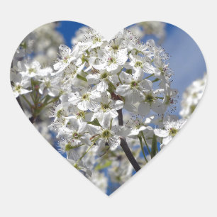 Bradford-Birnen-Blüte Herz-Aufkleber