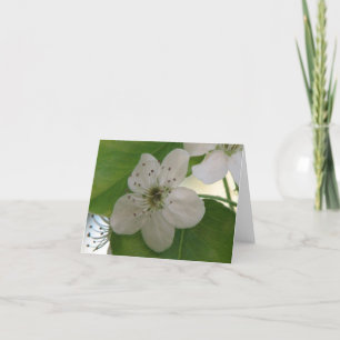 Bradford Pear Bloom Karte