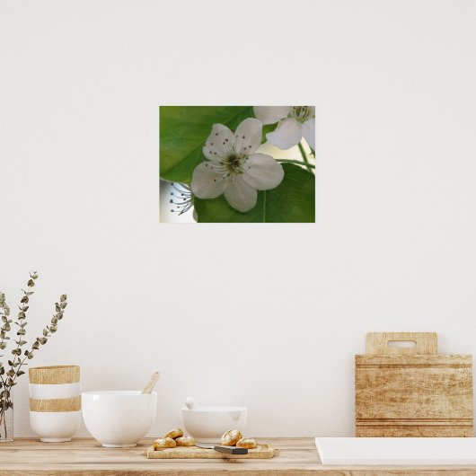 Bradford Pear Bloom Poster (Küche)