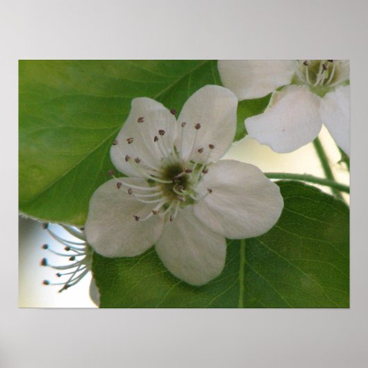 Bradford Pear Bloom Poster (Vorne)
