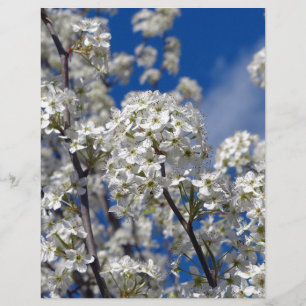 Bradford Pear Blooms