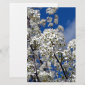 Bradford Pear Blooms Briefpapier (Vorne/Hinten)