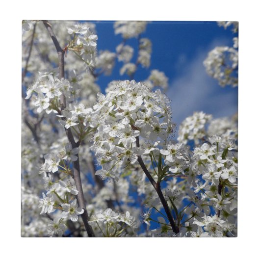 Bradford Pear Blooms Fliese (Vorderseite)