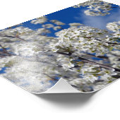 Bradford Pear Blooms Fotodruck (Ecke)