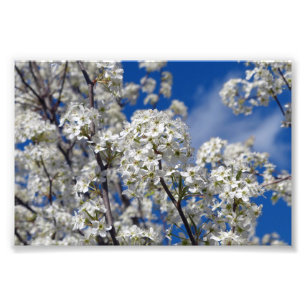 Bradford Pear Blooms Fotodruck