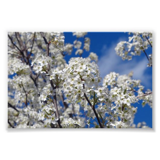 Bradford Pear Blooms Fotodruck (Vorne)