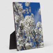 Bradford Pear Blooms Fotoplatte (Seite)