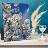 Bradford Pear Blooms Fotoplatte (Seite)