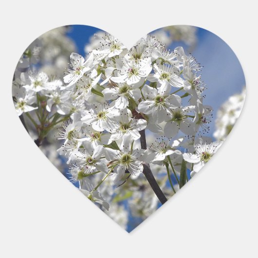 Bradford Pear Blooms Herz-Aufkleber (Vorderseite)