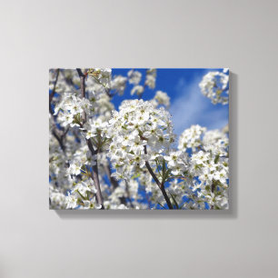 Bradford Pear Blooms Leinwanddruck