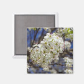 Bradford Pear Blooms Magnet (Vorderseite/Rückseite)