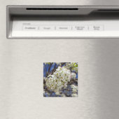 Bradford Pear Blooms Magnet (In Situ (Geschirrspüler))