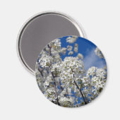 Bradford Pear Blooms Magnet (Vorderseite/Rückseite)
