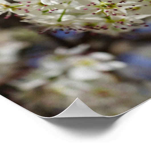 Bradford Pear Blooms Poster (Ecke)