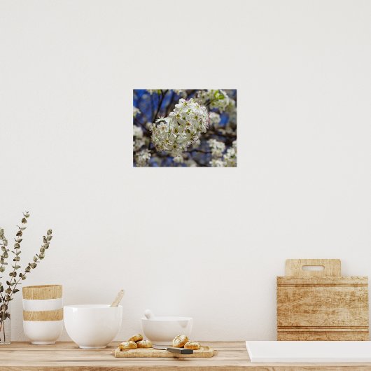 Bradford Pear Blooms Poster (Küche)