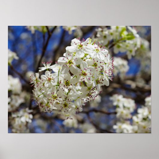 Bradford Pear Blooms Poster (Vorne)