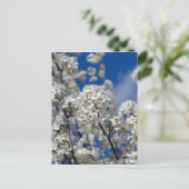 Bradford Pear Blooms Postkarte (Stehend Vorderseite)