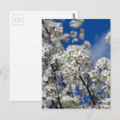 Bradford Pear Blooms Postkarte (Vorne/Hinten)