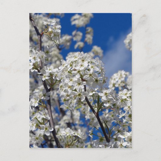 Bradford Pear Blooms Postkarte (Vorderseite)