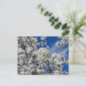Bradford Pear Blooms Postkarte (Stehend Vorderseite)