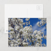 Bradford Pear Blooms Postkarte (Vorne/Hinten)