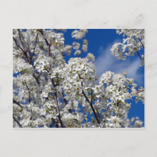 Bradford Pear Blooms Postkarte (Vorderseite)