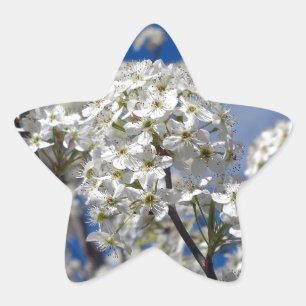 Bradford Pear Blooms Stern-Aufkleber