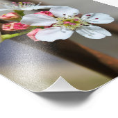 Bradford Pear blossom Fotodruck (Ecke)