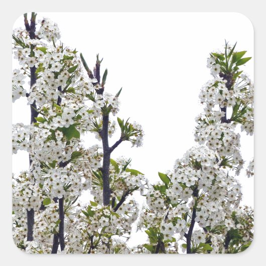 Bradford Pear Blossoms Quadratischer Aufkleber (Vorderseite)