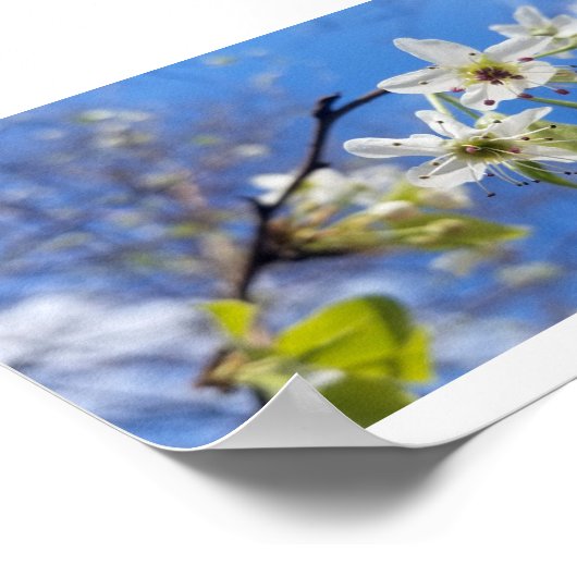 Bradford Pear Poster (Ecke)