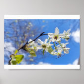 Bradford Pear Poster (Vorne)