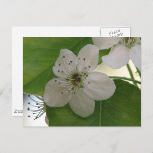 Bradford Pear Tree Bloom Postkarte (Vorne/Hinten)