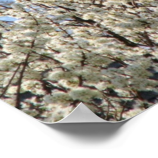 Bradford Pear Tree Blooms Poster (Ecke)